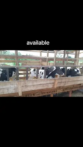 A farm without calves has no future.. More information number on my bio#vital#farming#🇹🇿🇹🇿tiktoktanzan🇹🇿🇹🇿🇹🇿#ugandatiktok🇺🇬#bomettiktokers 