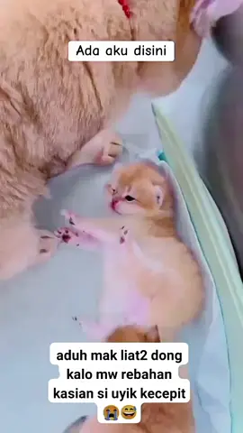 aduh Mak lihat lihat dong kalau mau rebahan, si unyik kejepit  #catlover 