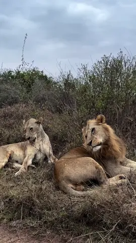 King of the jungle, and apparently, king of the... well, you know Cr sonias_wildside #lionlover #saveanimals justiceforoloisiadu justiceforolobor justiceforlorkulup #fyp #viral 