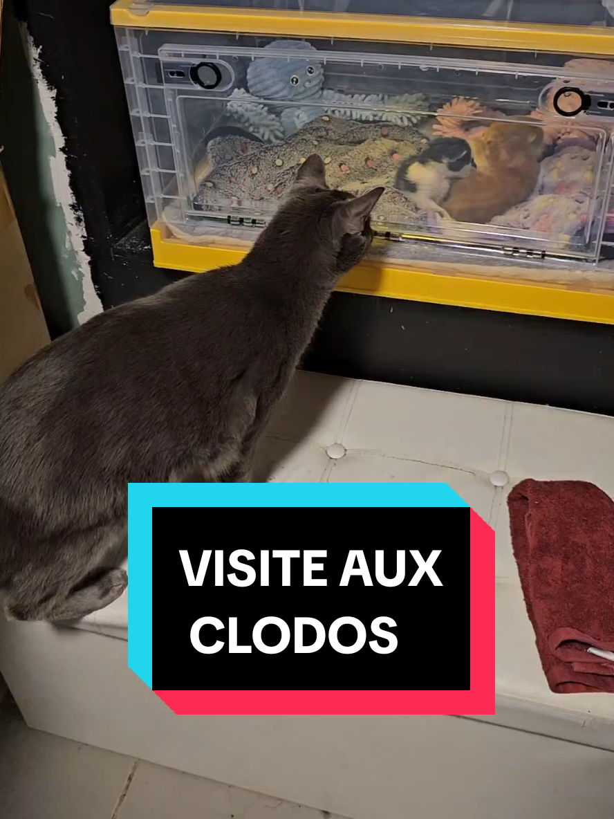 VISITE AUX CLODOS #sauvetagechaton #chaterrant #clochetteandcie 