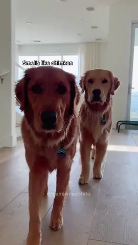 The hunt is on! #funnydog#sneaky#pets#goldenretriever #cute