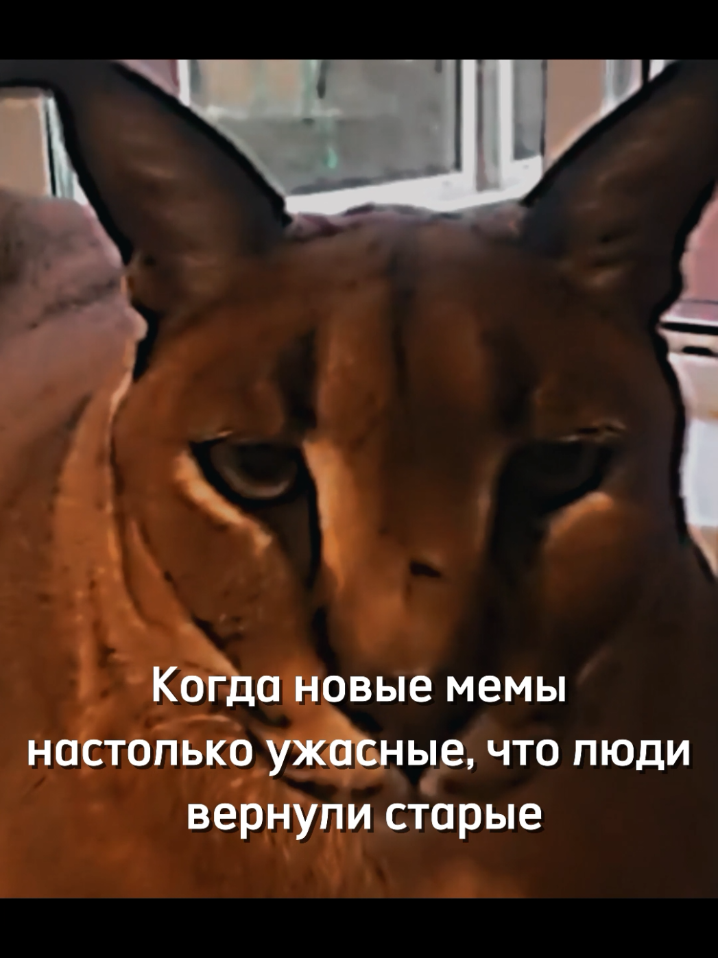 он так мило ушками виляет❤️ #2021  #шлепа #каракал