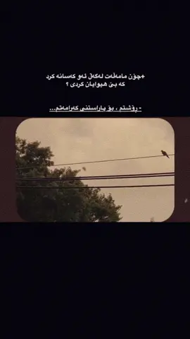 ڕۆشتم .. #ti̇ktok #actives? #foryou #darbandixan #rasty_lak @TikTok 