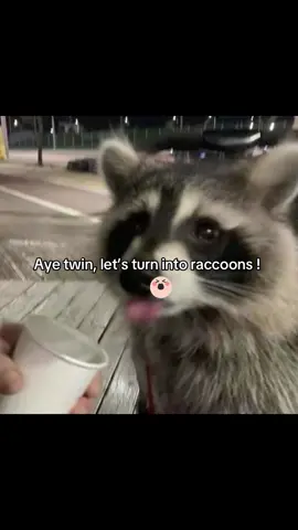 I luv raccoons #raccons #magic #fyp #viral 
