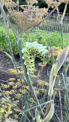 Black Swallowtail caterpillar doing gymnastics for lunch 🐛🤸 #blackswallowtail #botanicalbelonging #nativeplants #ecology #botany 