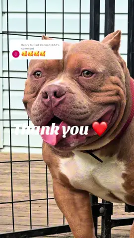 Replying to @Carl Cannady466 American Bully Says Thank you ❤️