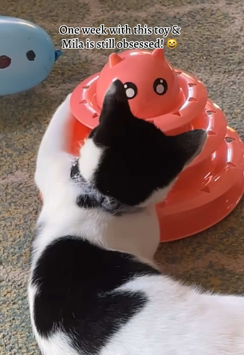 Mila loves this toy and it keeps her fully entertained and out of trouble when it’s out 😻!  Treat your cats to one by clicking the yellow basket!!  #kitten #cattoys #playfulcat 
