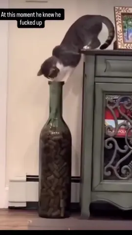 naughties cat 🐈 funny & comedy shorts video😂😂😛😛😛🤣🤣🤣😜😜😜…. #fyp #catsoftiktok #unitedstates #cat #funny 