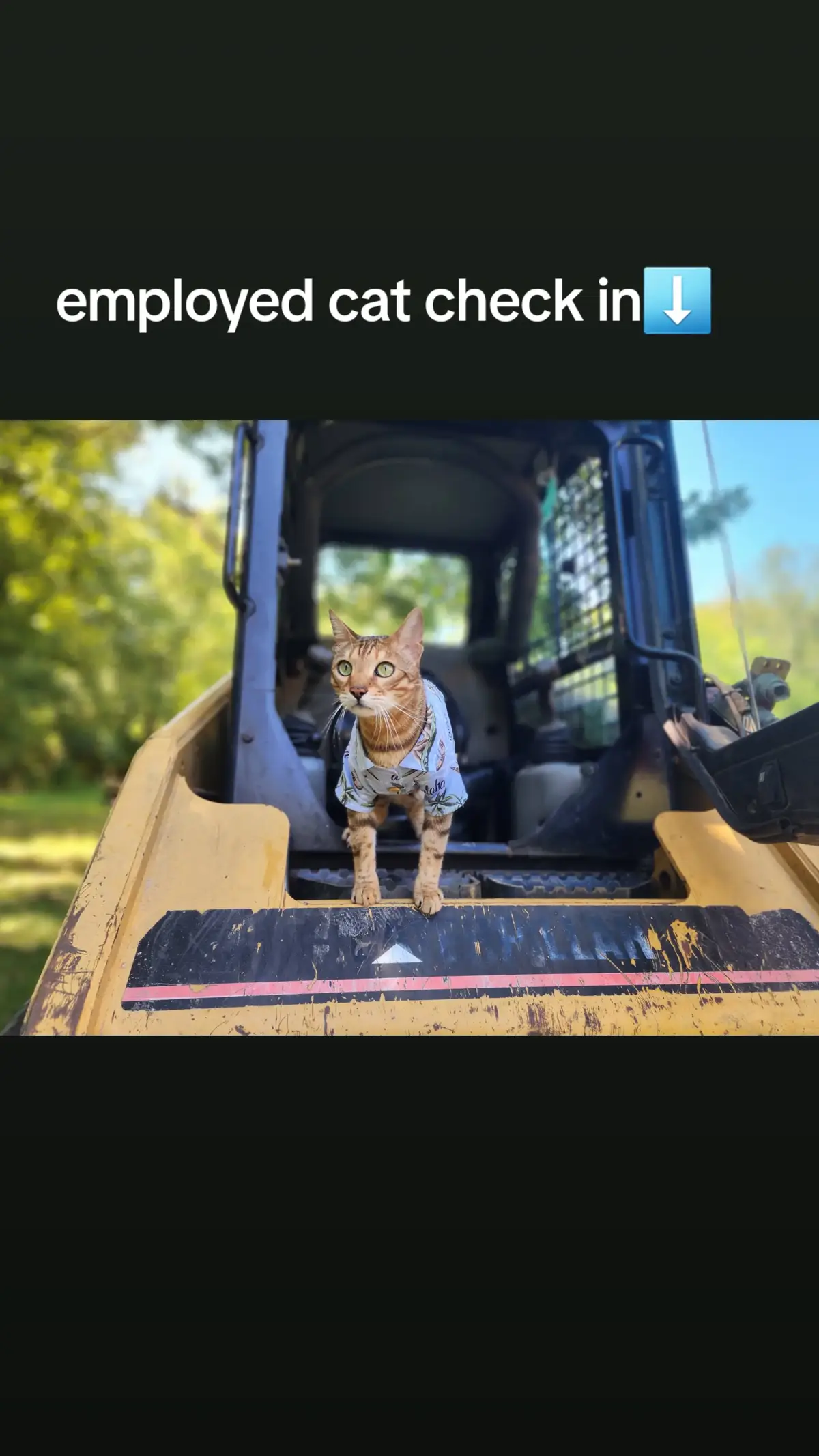 #cat #catsoftiktok