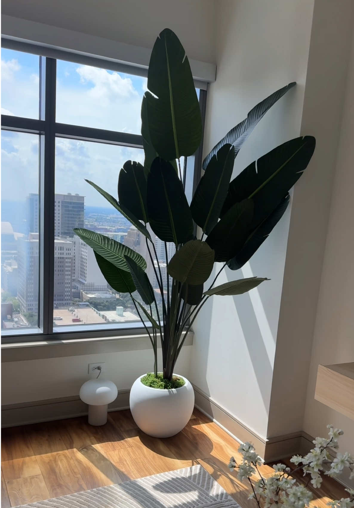 Estuve ordenado el tamaño mediano #decoration #plants #hogar #homedecor #Home 