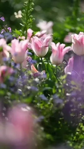 Tulips 🌷✨ #reels #fyp #sunset #fyb #trending 
