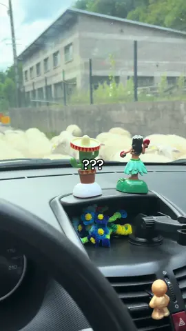 Ils toquaient ma voiture ces fous 🤡 #moutons #jet2holidays #fyp #foryou #wtf 