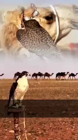 #صح الله لساااااان الشاااااعر#