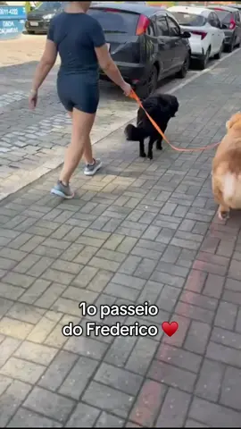 Primeiro passeio da nossa Pulga Aventureira @Frederico, o grande 