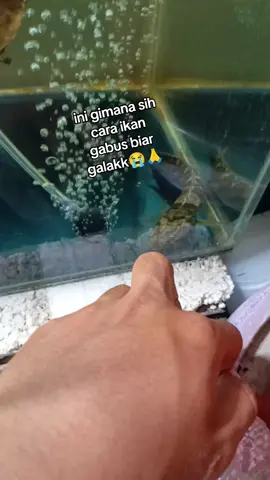 tutor caranya dong puhhh udh 5 hari ndiem bae#gabut #ikan #chan 
