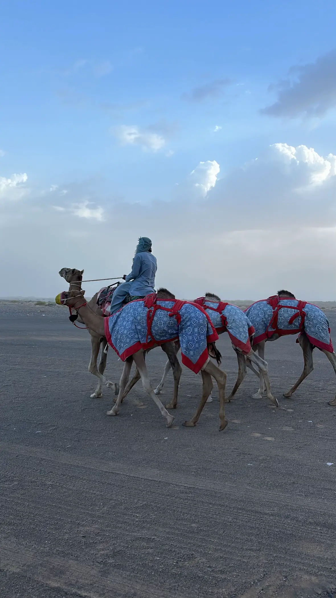 #الهجن_العربية_الاصيلة #fuuuuuuuuuuuuuuuuuuuuuuuuuuuuuuuuuup #fyp #explore #اكسبلورexplore 