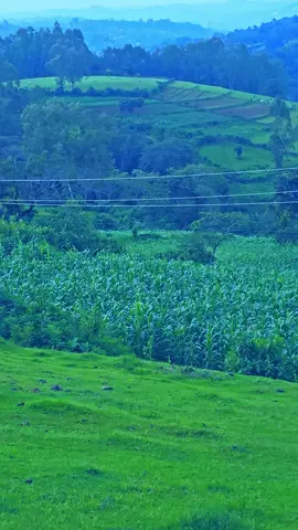 Daawitee Mokonnon 