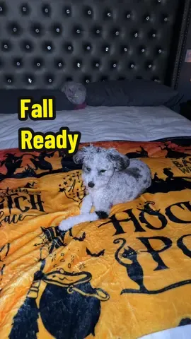 My house is already fall ready! #fall #blanket #blanketlife #diffuser #diffuseroil 