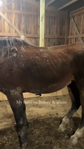 Words can’t describe how rewarding it is to see them thriving after what they’ve been through ❤️ #horses #fyppppppppppppppppppppppp #horserescue 