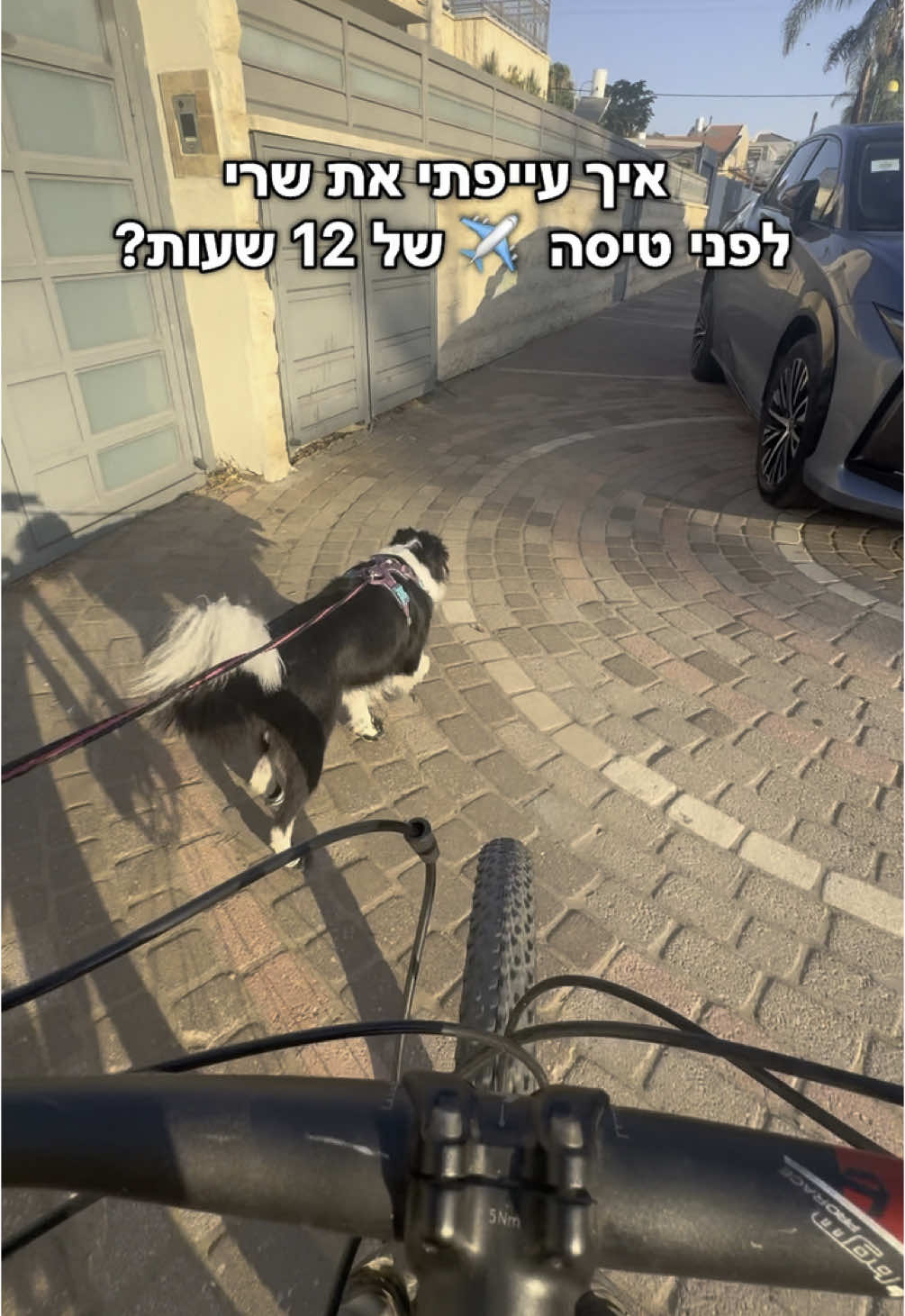 עייפתי אותה מספיק? 🤣 #כלביםזההחיים #כלביםבטיקטוק #לטוסעםכלב #כלבים #אילוףכלבים #