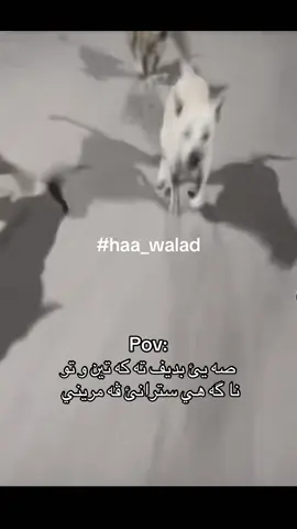 😂😂😂😂😂#abo_dagra🗿💔 #ha_walad #ha_shishte #sosocamper #fyp 
