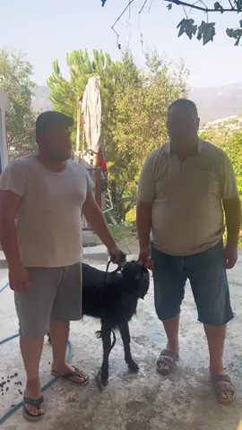 Karalarbahşiş yörüklerinden Ali Demir abim evladıma şifa olsun diye bir adet Adaklık keçi bağışladı Rabbim sizlerden binlerce kez razı olsun evladıma umut olmaya devam ediyorsunuz inşallah hep birlikte başaracağız 