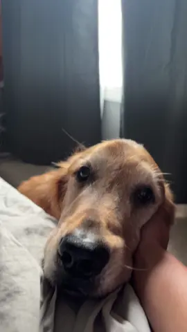 My beautiful boy went to doggy heaven today and I have never been sadder