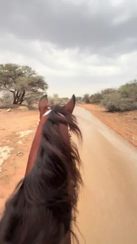 ياقوت الجياد #الطايف #الواصلية #ماشاءاللہ #ياقوت #خيل_عربي_اصيل #WondersComeTrue @♘ ABD ALMAJEED ♘ 