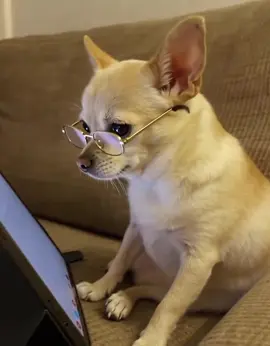 #fyp #funnyanimals #chihuahua #foryoupage #brainrot 