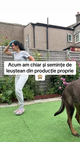 Astazi l-a grădina nu am fost , dar am iesit sa mai curat in curte. Si am strans chiar si cateva seminte de leuștean #gradina #allotment #gradinarit #flori 