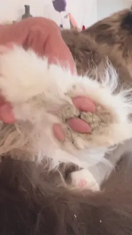 Just a few of the 🐾 issues we see on a daily basis! Have you checked your pet’s feet lately? #catsoftiktok #ragdolls #pets #mainecoons #vets 