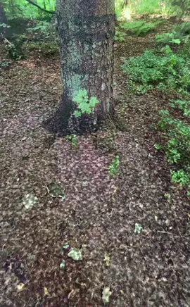 #lucy #replication #pov #viral #fyp Glowing forest