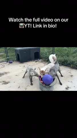 Pick-A-Toy with the Clevyr foxes! Watch the full 30+ minute video on our YT! #PickAToy! 📺 https://youtu.be/sFWM9skhmIg?si=voAUZpWhfEhzdp2d 🔆 Clevyr Creatures is a 501(c)(3) non-profit domestic fox sanctuary. All donations are tax deductible. EIN 99-0469439 🔆 We are completely dependent on the public for donations to do what we do here! If you cannot donate, please interact! Leave comments, like, and share our posts!  🔅links to donate can be found on our website in our profile bios! We will also leave the links in the first comment below this post!  🔅Venm0: @ ClevyrCreaturesFoxSanctuary 🔅PayP@l: @ Clevyr 🔅Cash@pp: $ ClevyrCreatures 🔅Mailed donations:  Clevyr Creatures Fox Sanctuary 429318 state highway 3 Unit 97 Rattan Oklahoma 74562 #clevyrfoxes #fox #foxes #petfox       
