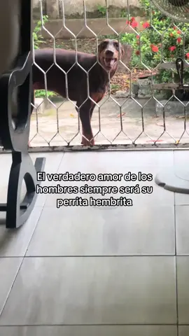 Mi amorcito #fyp #doberman #paratiiiiiiiiiiiiiiiiiiiiiiiiiiiiiii 