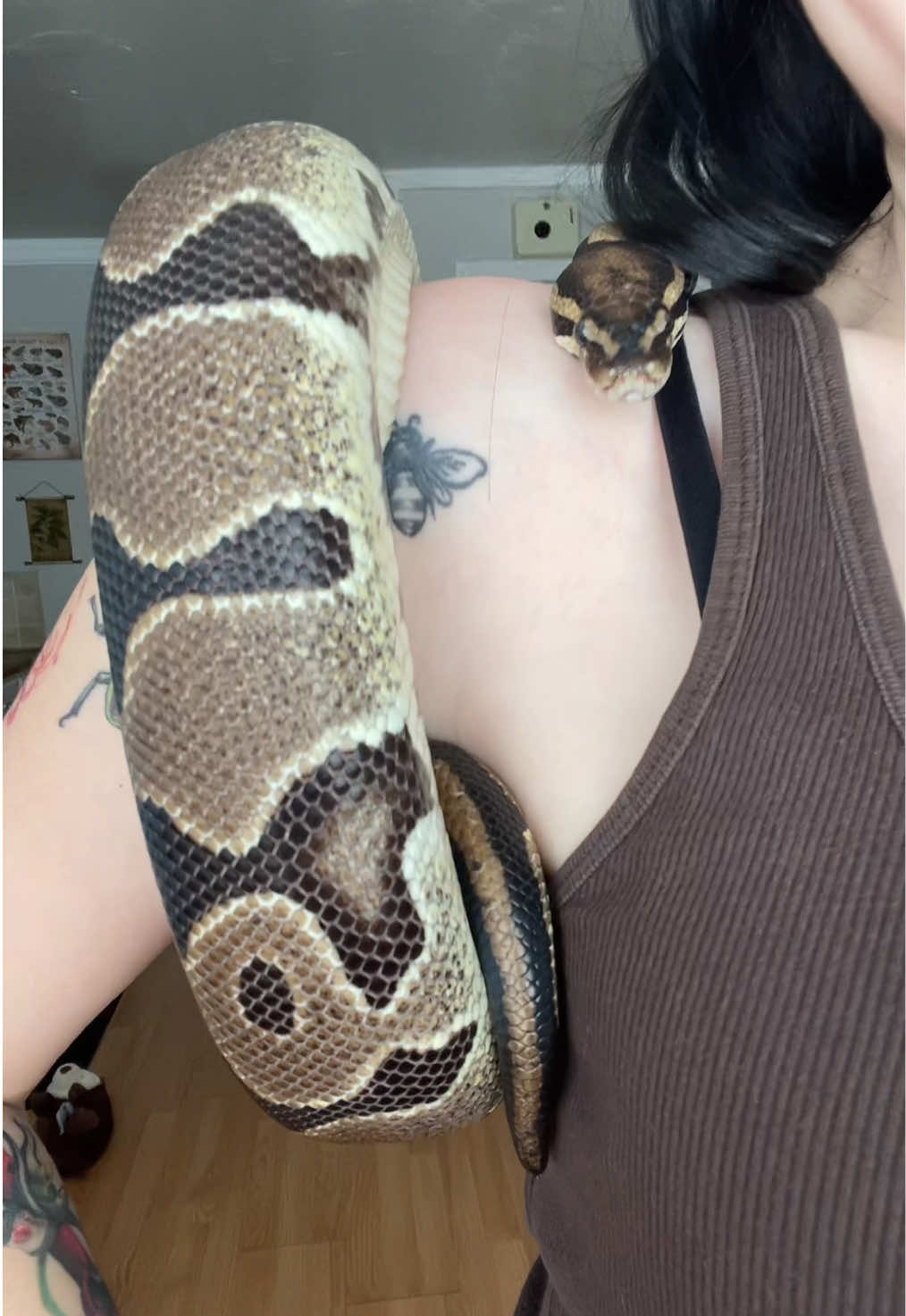 new snake alert 🚨 her name is whiskey 
