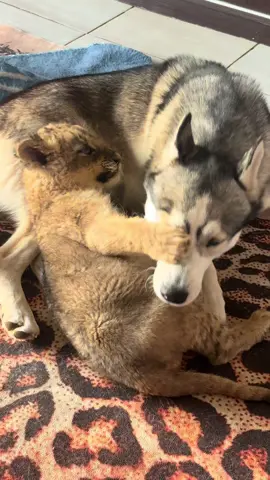 💛 Back to Playtime! 💛 We are so happy to share that little Jengo is feeling much better after his stomach troubles. With some rest, medicine, and lots of love, his energy has returned – and who better to celebrate with than his best buddy, Wolf the husky? 🦁🐺 After a few quiet days, the two are back to their playful selves, chasing, tumbling, and enjoying every moment together. Seeing Jengo full of life again reminds us how strong these little fighters are – and how special the bond between animals can be. 🌿✨ FelidaeCentre #JengoTheLion #WolfTheHusky #UnlikelyFriends #AnimalFriendship #WildlifeLove          