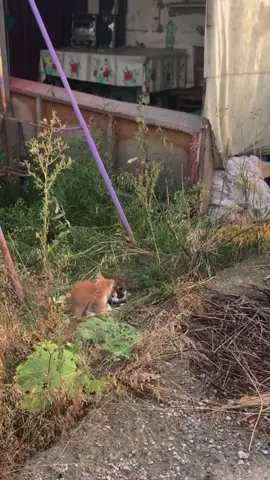 Kitty🤗