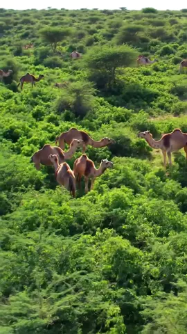 #joharsomalia💚🤍💙🇸🇴🇸🇴🇸🇴🇸🇴🇸🇴 #dhulsoomaliyed🏞🏞🏞🏞✅️🏞✅️✅️🏞 #dhulsoomaliyed🏞🏞🏞🏞✅️🏞✅️✅️🏞 #dhulsoomaliyed🇸🇴🇸🇴🏞🇸🇴🏞🇸🇴 #dhulsoomaliyed🇸🇴🇸🇴🏞🇸🇴🏞🇸🇴 