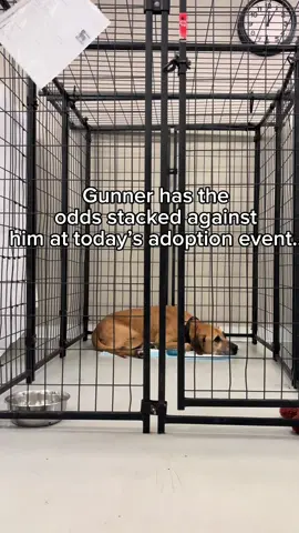Please share Gunner’s video. He is a wonderful boy who would make an incredible pet! Please email houstonadoptions@Best friends.org if interested  #seniordog #adoptdontshop❤️ #houston  