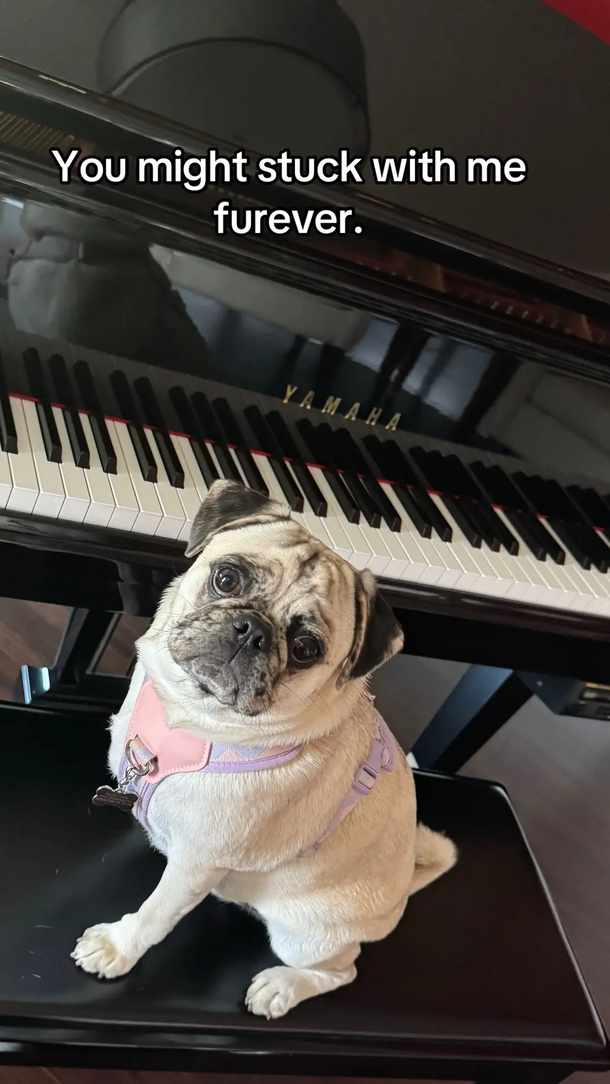 Maple Mae is my little Velcro dog for sure #pug #stuckwithu #velcrodog 