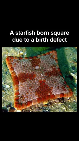 SOMETIMES NATURE WORRIES THE RULES INTO BEAUTIFUL ODDITIES. Starfish are known for their perfect radial symmetry—but every so often, nature toes the line of geometry and throws us a curve. Some, like the Tosia magnifica, emerge with a rare square or angular shape. It’s not a design choice—it’s the silent record of developmental anomaly, a flicker of imperfection born from genetic quirks or environmental pressure. When we look at these angular starfish, we’re reminded that symmetry—while beautiful—isn’t the only path to wonder. In their deviation from the norm, they invite us to reexamine our expectations of what “natural” should look like. Their shape may be unusual, but their existence feels profound: an imperfect star showing us that deviation can shine just as brightly as design. If the sea can produce a star that doesn’t fit its mold, what other natural marvels lie just beyond our expectations? #BaroqueBlended #Art #Artist #TosiaMagnifica #Starfish      