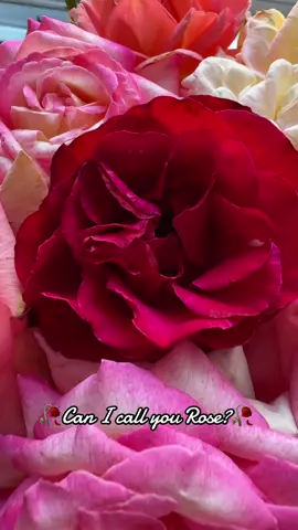 Sweet like a flower 🌹  #rose #yesplease 😌😀🥰 #goviral #fou ❤️
