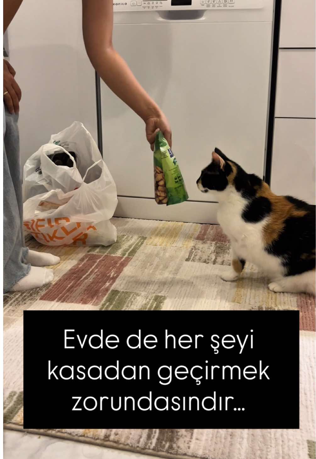 Beni evcil hayvan sahipleri anladı 😂 #cat #keşfet #catslovers #kedi #catsoftiktok 