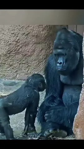 Ajabu vs The Silverbacks: Who’ll Play With Me? #Animals #gorilla #wildlife #mobigorilla #babygorilla 