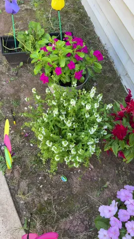 #plants #plantsoftiktok #pink #pinkgirly #pinklover #plantmomaesthetic #fyp #fypシ #viral 