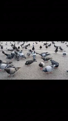 amigos cuiden su paloma ay muchos que se lo comene las palomas jijiii #ReyDtikitiki #fpyシ 