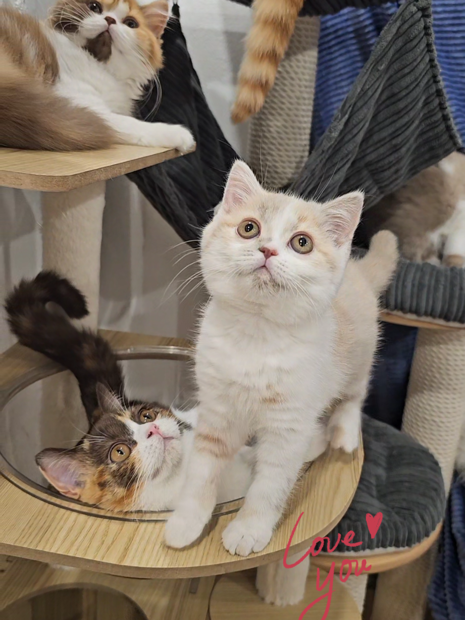 A lot of cats together 🐾🐈 British cats cattery Empire Velvetline  #britishshorthair #cattery #cattree #kittens #pet 