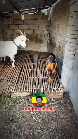 just for meme