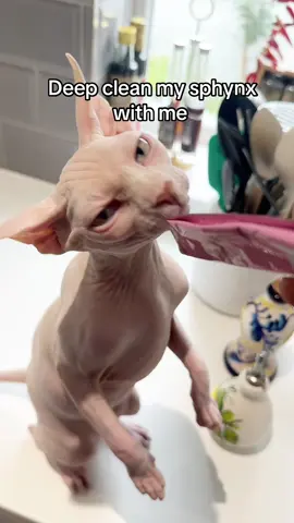Kiwi cleaning time 🛁🥝 I love our little pamper sessions 💕 #sphynxcare #sphynx #hairlesscat #catcare #cat 
