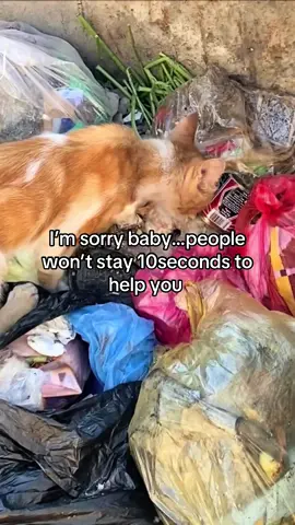 She was found searching for food in a dustbin… weak, sick, and all alone. 💔 We rescued her and rushed her to the vet, where she was diagnosed with FIP. She deserves a chance at life, love, and care beyond the streets. Please help us fight for her — every prayer, share, and donation matters. 🐾 Link in bio to support her journey. We’ll be updating you on her recovery.